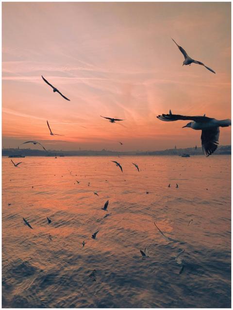 A serene scene of seagulls soaring over a tranquil