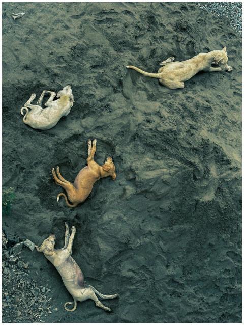 Four dogs lying peacefully on a sandy outdoor surf