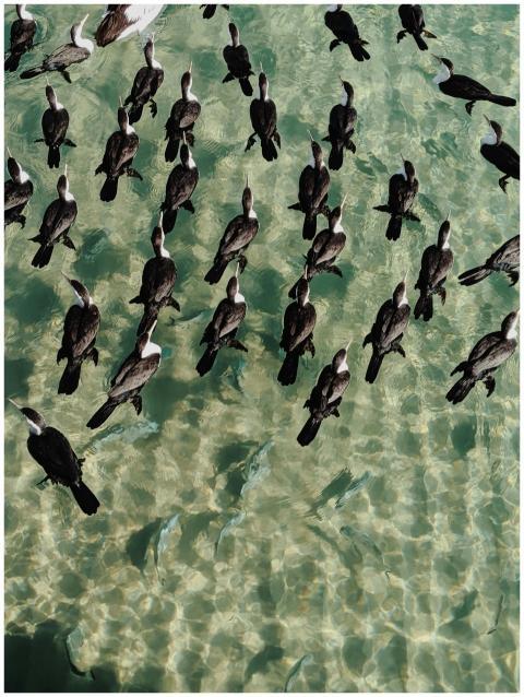 Aerial shot of a flock of birds swimming in crysta