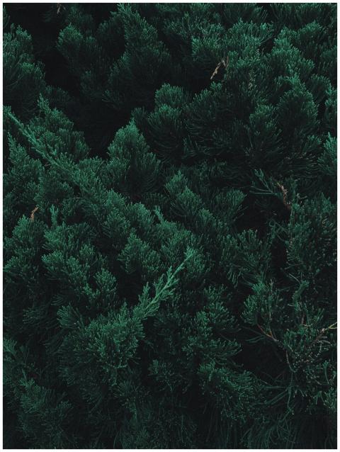 Dense evergreen foliage textures creating a natura