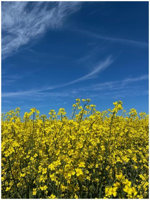 A vibrant field of yellow wildflowers under a brig