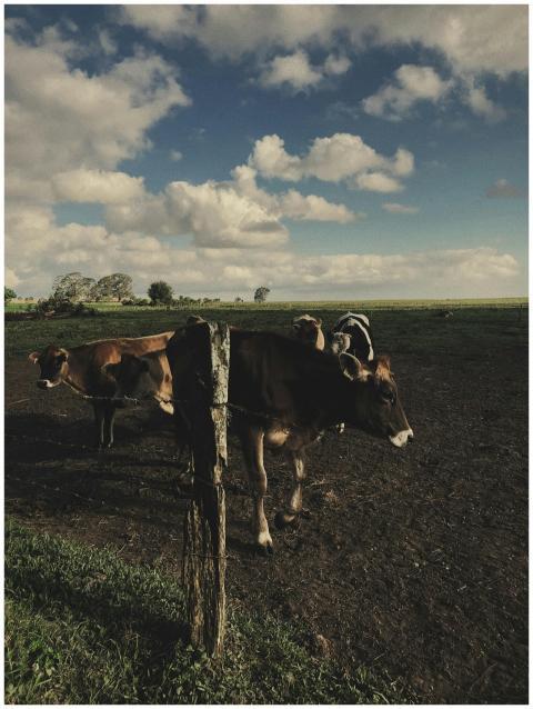 Cattle grazing in a pastoral field with dramatic c