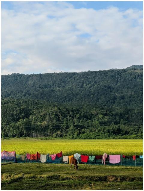 Lush Green Field Colorful