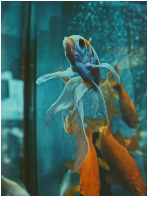 Vibrant close-up of a Betta and goldfish swimming
