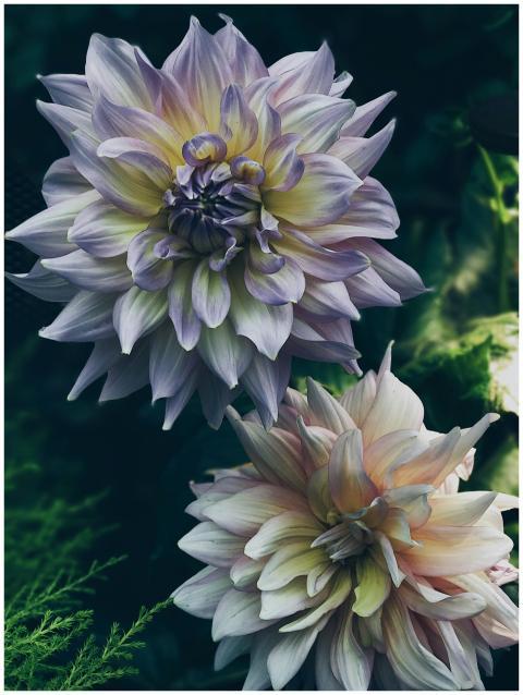 Close-up of stunning dahlia flowers showcasing int