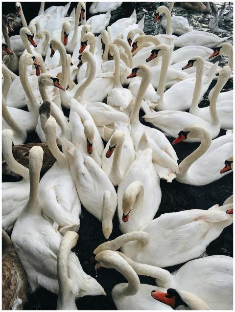 A flock of elegant white swans gracefully swimming