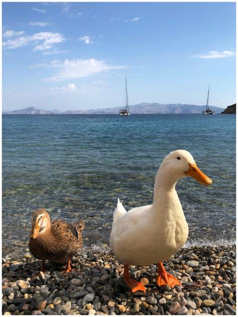 Two ducks standing on a rocky beach with sailboats