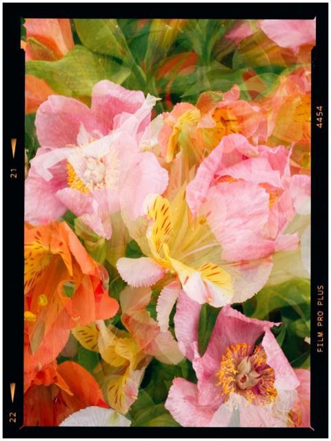 Vibrant double exposure of pink and orange flowers