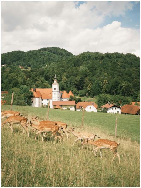 Peaceful Slovenian countryside with deer and quain