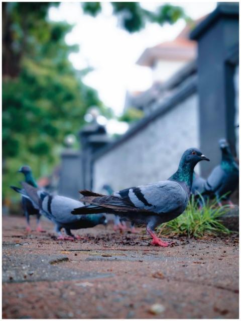 Close Up Pigeons Urban