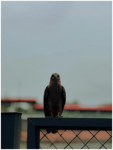 Eagle Perched Fence Ernakulam