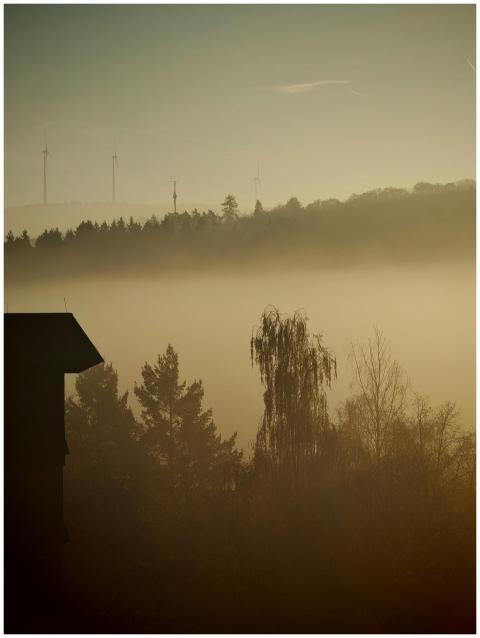 Misty Landscape Silhouetted Trees
