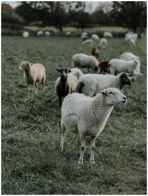A tranquil scene of sheep grazing in a lush, green