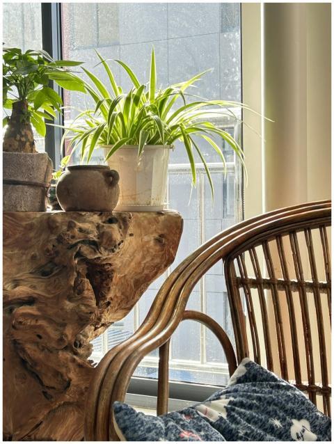 Serene indoor space featuring a spider plant, rust