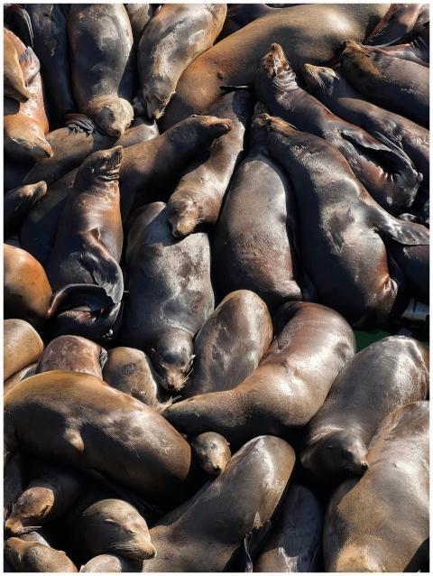 A group of sea lions resting closely together, sho