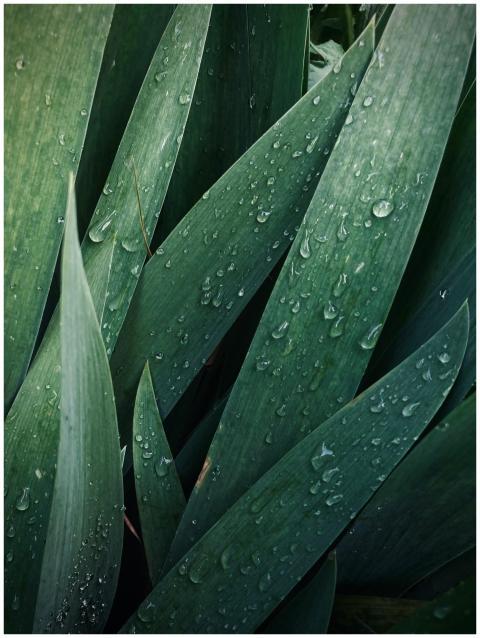 Close-up of dew-covered green leaves showing vibra