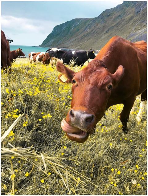 Vibrant image of cows grazing in a lush pasture wi