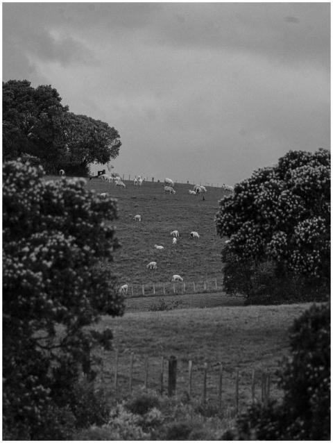 A serene rural landscape with a flock of sheep gra