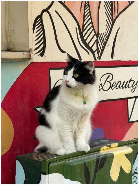 Black and white cat sitting by a vibrant mural wit