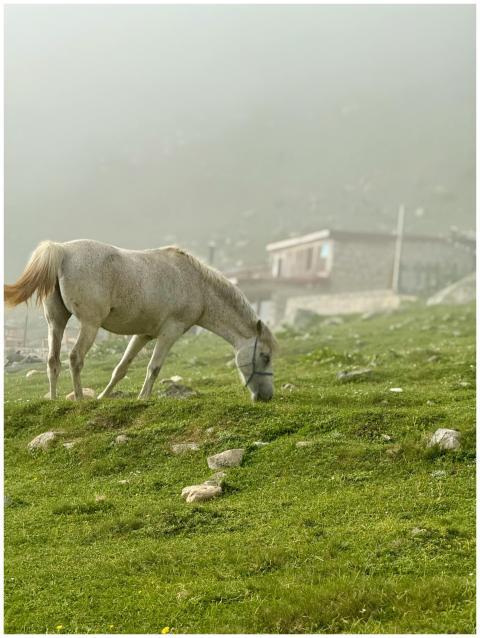 A serene white horse grazing in a mist-covered mou