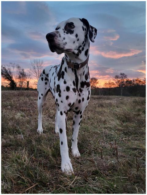 Dalmatian Dog Scenic Sunset