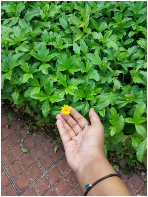 A hand gently holds a small yellow flower over lus