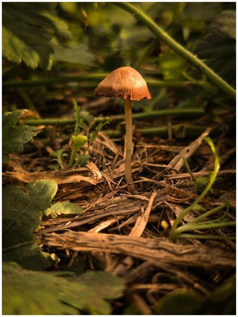 Detailed view of a single forest mushroom surround