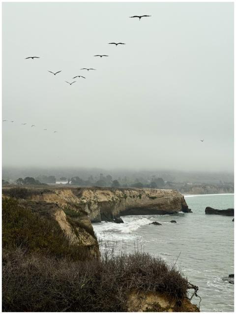 Free stock photo of birds, foggy, misty