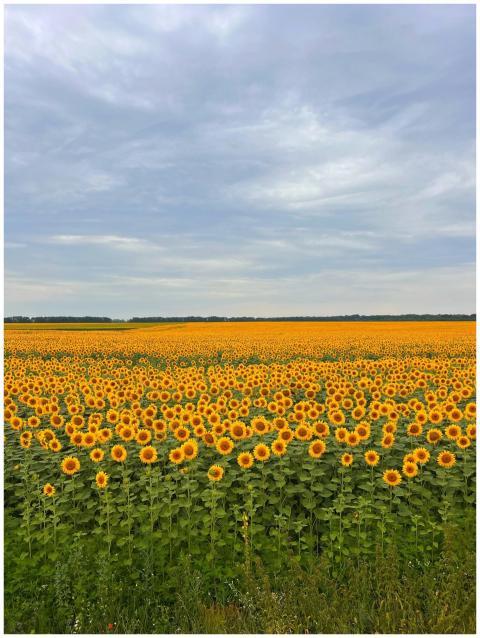 Vibrant sunflower field spreads across the country