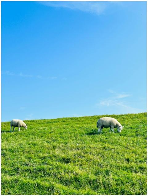 Two sheep grazing on a lush green hillside under a