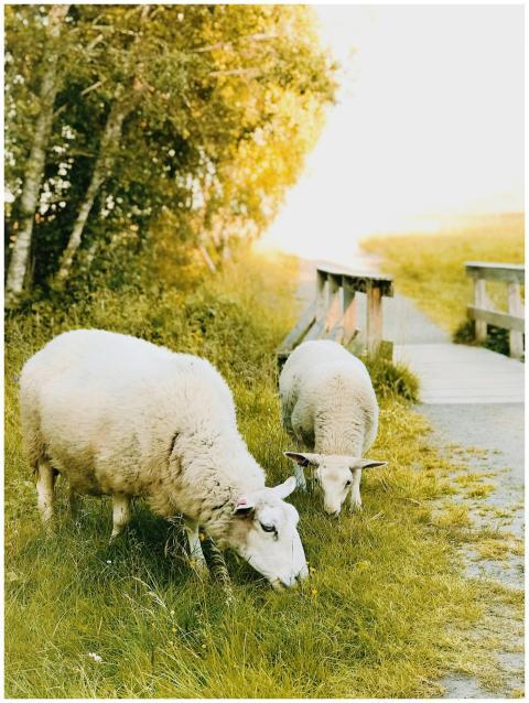 Two sheep graze peacefully in a grassy pastoral se