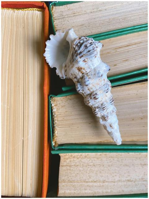 Top view composition of big marine shell placed on