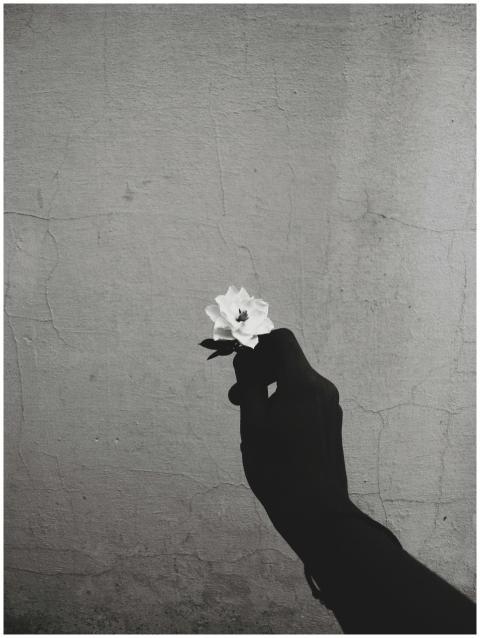 A silhouetted hand holds a white flower, creating