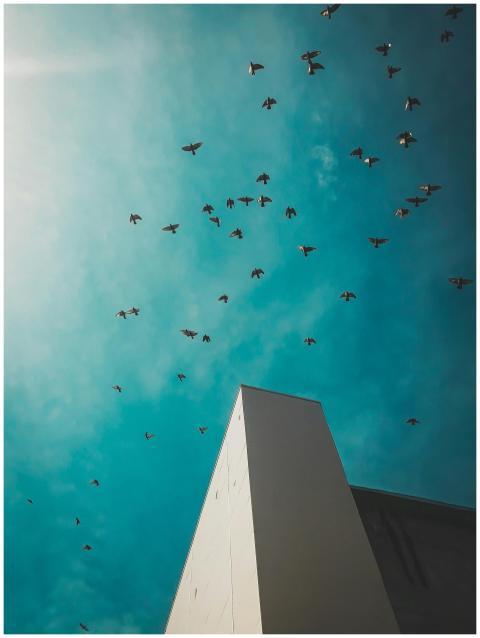A group of birds soaring above a modern concrete s
