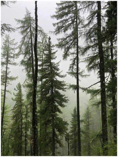 Serene view of a misty evergreen forest with tall