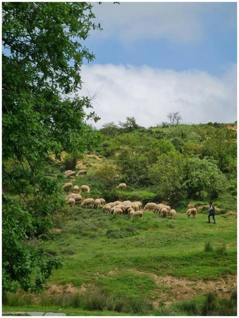 Shepherd guiding a flock of sheep grazing on a lus