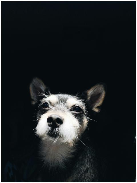 A close-up portrait of a cute scruffy dog with exp