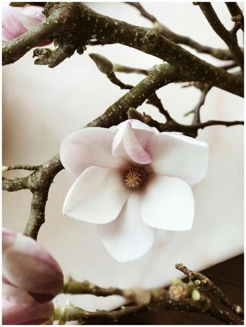 Intimate close-up of a delicate magnolia blossom o