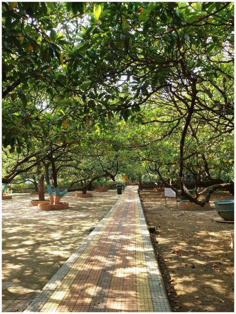 Scenic Park Pathway Under