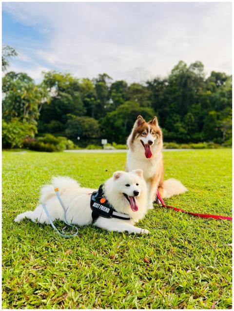 Two Siberian Huskies enjoy a sunny day at a Singap