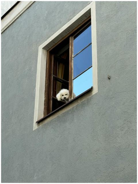 Adorable white dog peeking through a window in a c