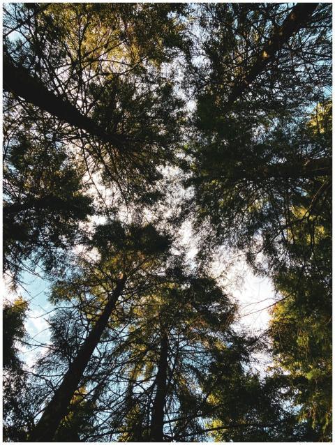 Towering Forest Canopy Viewed