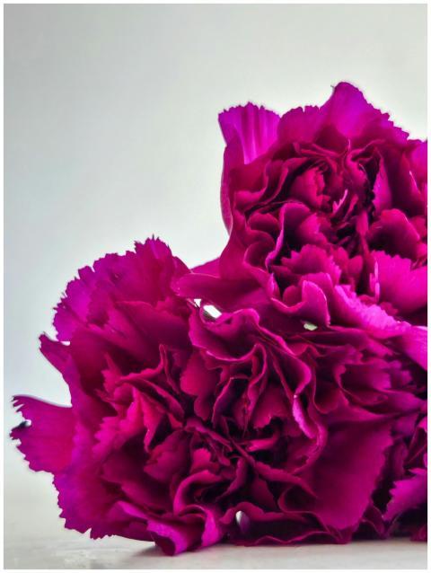 Close-up of vivid magenta carnations displaying fl