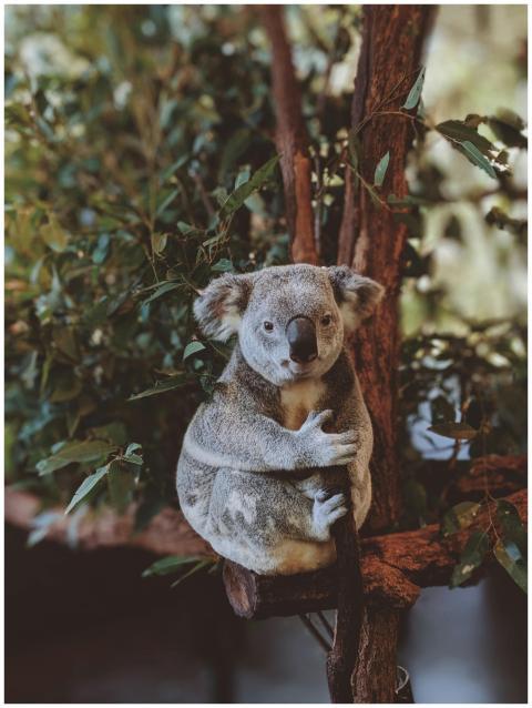 Adorable koala resting in a eucalyptus tree in Fig
