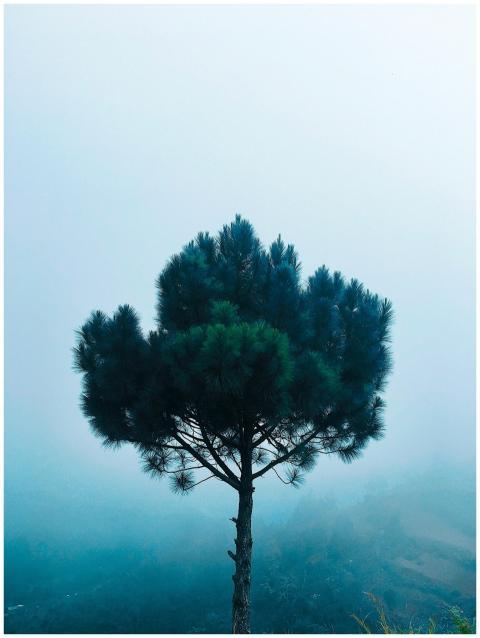 Captivating image of a solitary tree shrouded in m