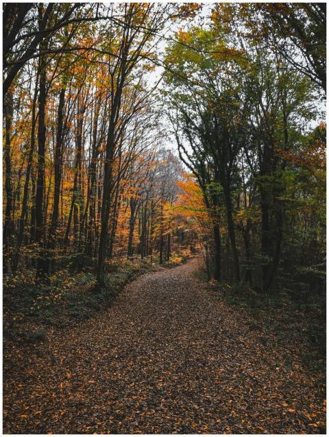 Serene Autumn Forest Pathway