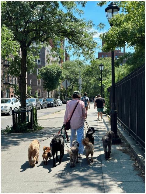 A person walking multiple dogs on a sunny New York