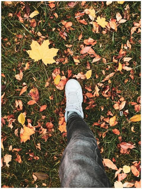 Autumn Walk Among Fallen