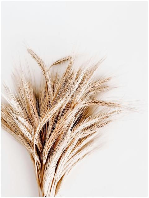 A detailed close-up photo of wheat stalks, showcas