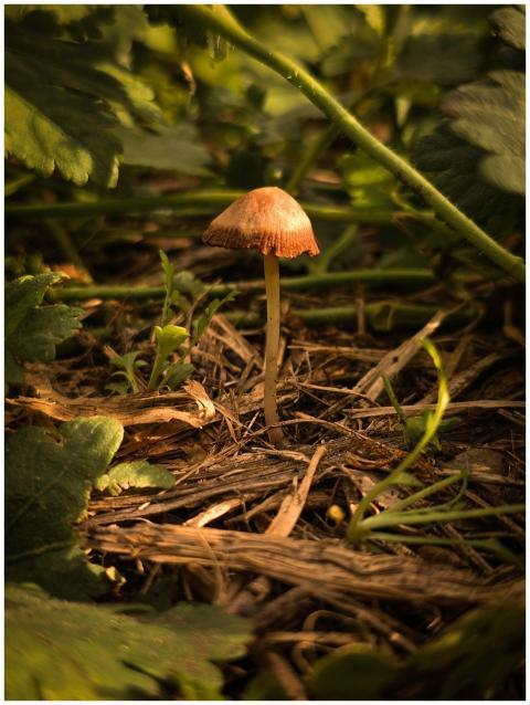 Close-up of a single mushroom growing amidst natur